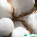 Om Cotton Pvt Ltd