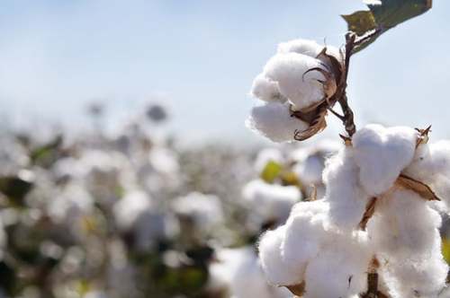 Cotton Fiber by J D Merchandise Pvt Ltd