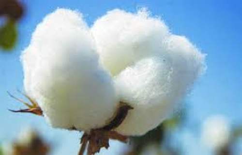 raw cotton  by AGARWAL ENTERPRISES