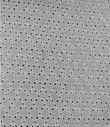 All over Chicken Schiffli Embroidery Work Fabric 