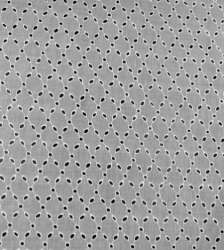 Schiffli embroidered Chikan fabric 