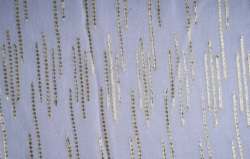 Dyeable Georgette Embroidered Fabric 