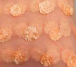 Ribbon Embroidery Work